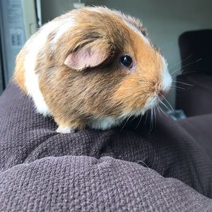 Meet your Posher, Yesly